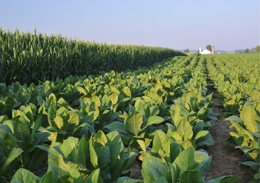 Mejores Usos del Vinagre en Agricultura Ecologica 1 Mejores Usos del Vinagre en Agricultura Ecológica