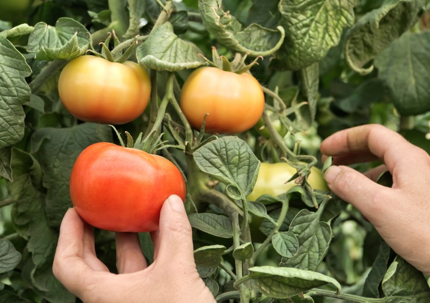 Mejores Usos del Vinagre en Agricultura Ecologica Mejores Usos del Vinagre en Agricultura Ecológica