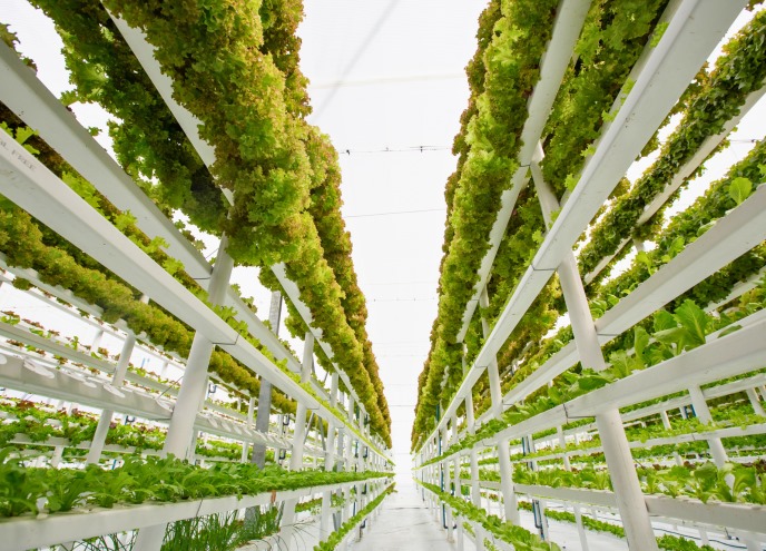 Vinagre para plantas