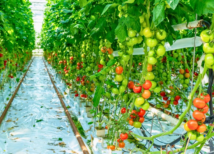 vinagre para agricultura